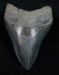 Stunning Fossil Megalodon Tooth - Sharp #12008-1